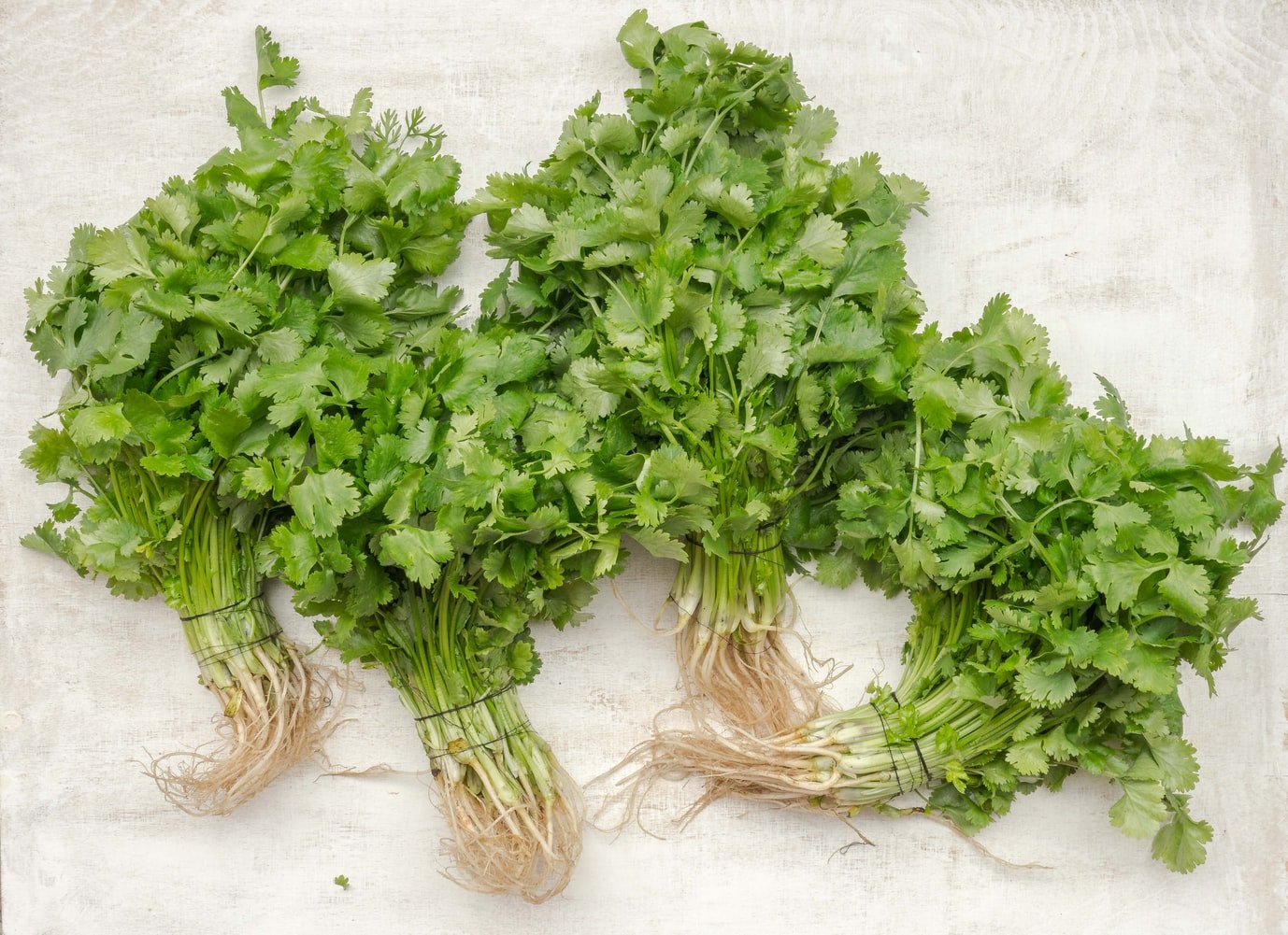 cilantro for weight loss