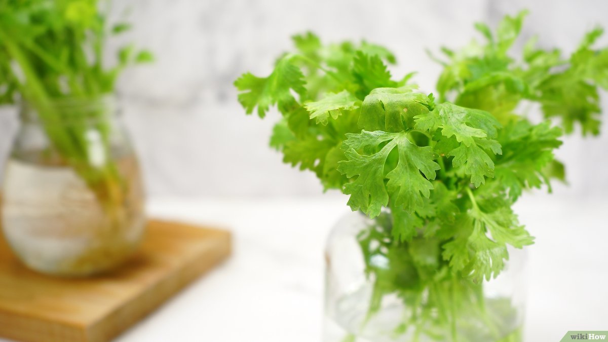 Cilantro For Weight Loss