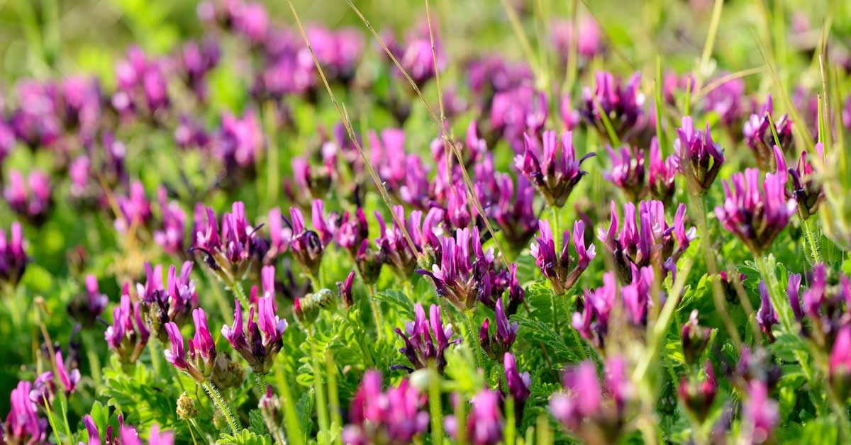 astragalus benefits for skin