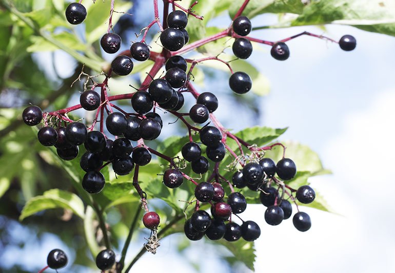 elderberry and astragalus