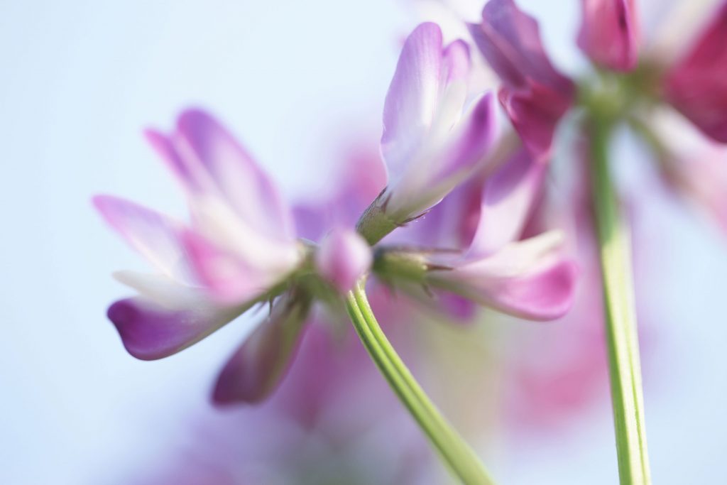 Astragalus Benefits for Skin