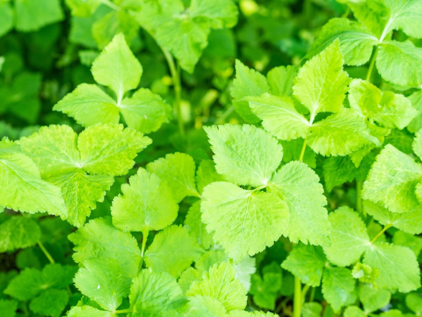 Parsley Benefits For Skin