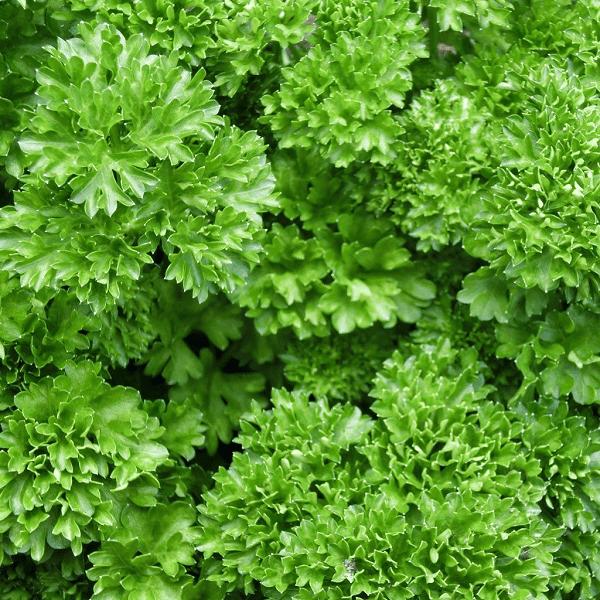 Parsley Benefits For Skin